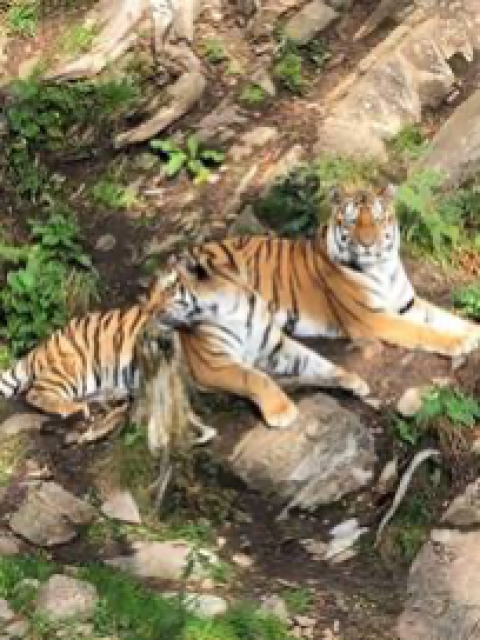 Foto av to tigre i Kristiansand Dyrepark